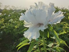 -佛手湖郊野公园