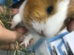 -佳雯宠物医院(四明中路分院)