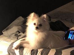 -米苏动物医院·犬猫专科·骨科外科内窥镜