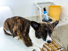 -Let's go狗咖·猫咖·奶狗·桌游(春熙路IFS店)
