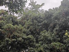 -东莞植物园