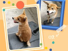 -柴犬高等学院·狗咖·柴犬售卖·宠物训练