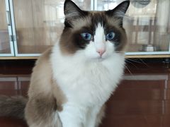 -Catmate·猫肥家润(金润铂宫店)