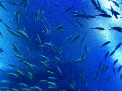 -珠海长隆海洋王国