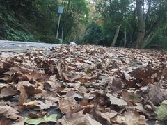 -黔灵山公园