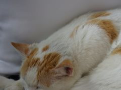 -Circle圆·花园西餐厅