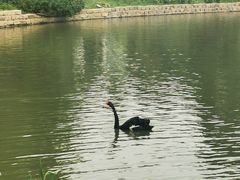 -鹅湖玫瑰文化园