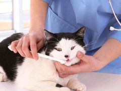 -安安宠医宠物医院·异宠·犬猫内科(岳阳分院)
