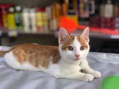 -洪霞餐馆