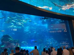 -迪拜水族馆及水下动物园