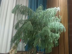 -杏花村水席楼·洛阳水席(老城十字街店)