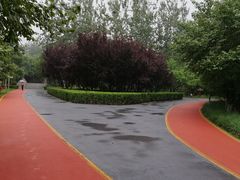 -大兴滨河森林公园