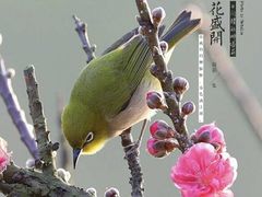 -南国桃园旅游度假区