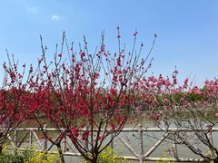 -南汇桃花村