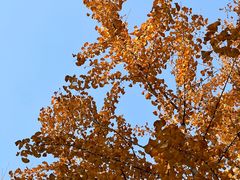 -南岳衡山风景名胜区-南岳大庙