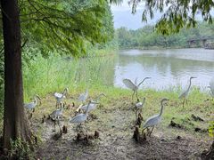 -溱湖国家湿地公园