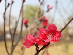 -三里河公园
