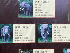 -野象谷景区