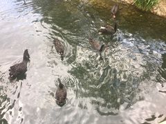 -长白岛森林公园