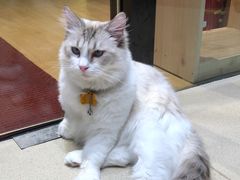 -藏猫猫咖啡主题馆(中央大道店)