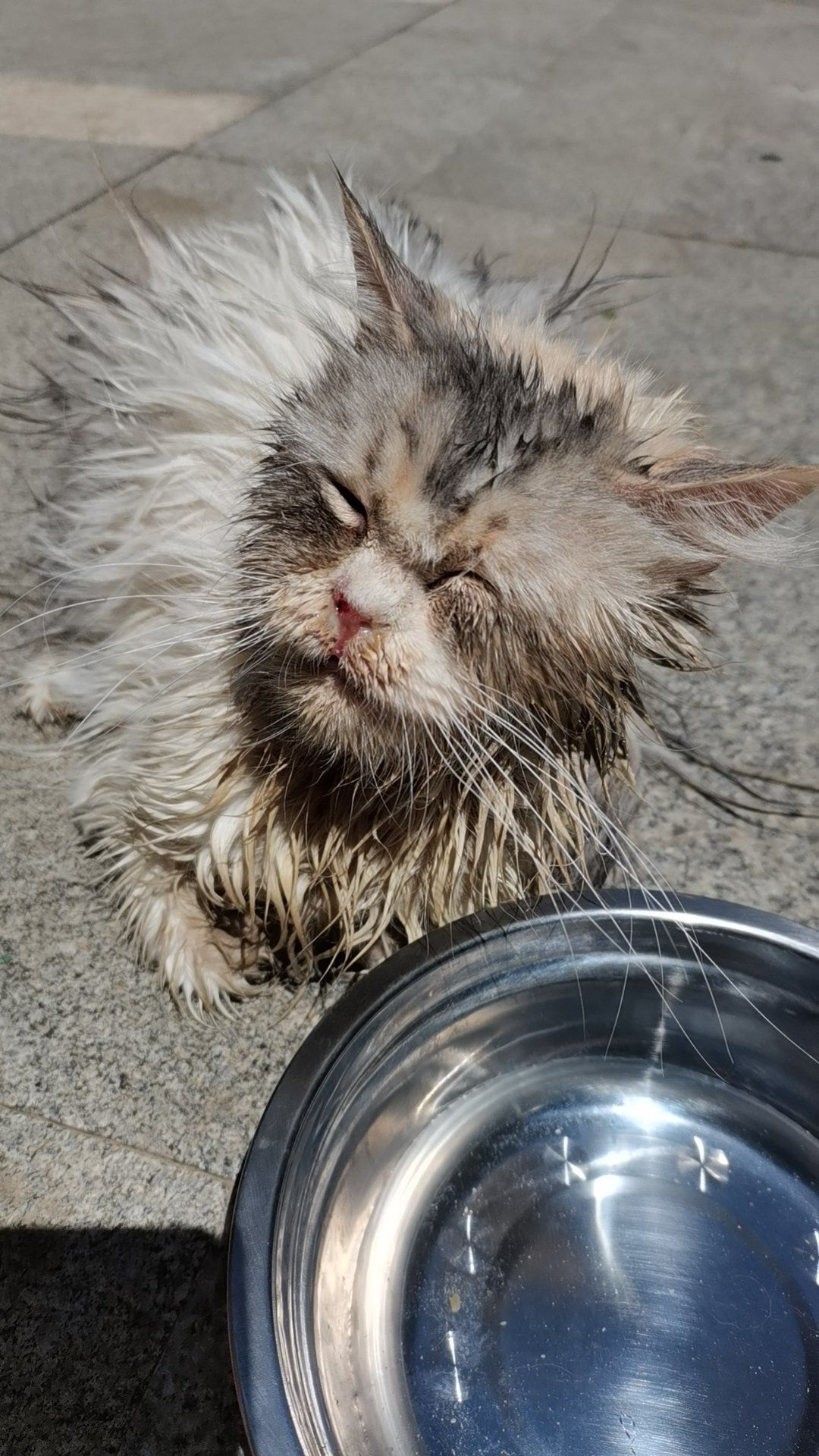 纪念去喵星的蛆蛆,生病的流浪猫