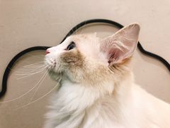 -飞行喵MR PILOT|猫舍·猫咖(静安大融城店)