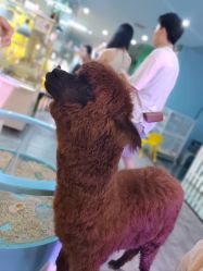 -神奇动物撸宠馆·羊驼·小浣熊·异宠(豫园店)