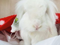 -北京观赏动物医院·24小时大型综合·猫专科·异宠专科