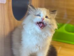 -猫十亿·布偶金渐层·曼基康矮脚猫舍(青年路店)