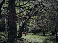 -孟屯河谷景区