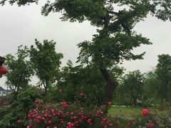 -鹅湖玫瑰文化园