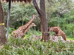 -北京野生动物园