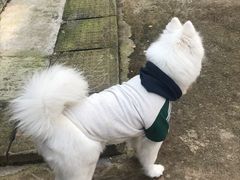 -菲尔斯特宠物医院