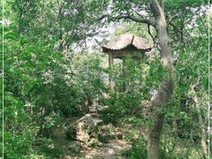 -紫金山山顶公园