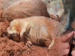 -Zoolung Zoolung动物主题公园(海信广场店)