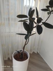 -HEYAN荷妍专业脱毛连锁机构