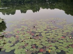 -西湖外事游船(花港观鱼码头)