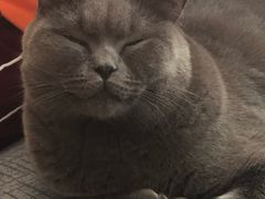 -喜多萌中农锦绣动物医院24H·猫科·牙科MRI·CT