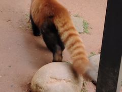-云南野生动物园
