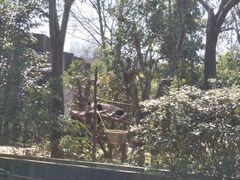 -都江堰中华大熊猫苑