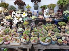 -金陵花卉交易市场