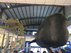 -上海海洋大学鱼文化博物馆(军工路校区)