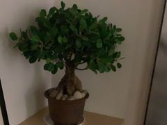 -麦子MaiMassage(打浦桥店)