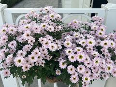 -春晖园度假酒店温泉