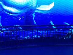 -芜湖新华联大白鲸海洋公园