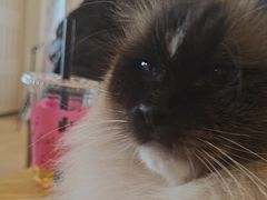 -Let's go狗咖·猫咖·奶狗·桌游(春熙路IFS店)