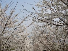 -香雪海