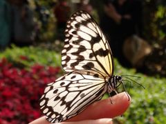 -西双版纳融创皇冠假日度假酒店