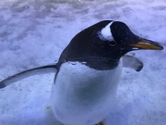 -芜湖新华联大白鲸海洋公园