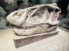 -自贡恐龙博物馆